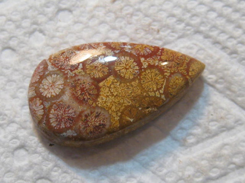 31 x 17 x 7 mm ....... Fossil Coral cab .... B4985