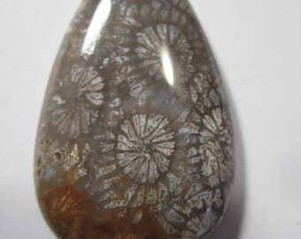 Agatized Black Fossil Coral cab.       44 x 24 x  6 mm.          B5508