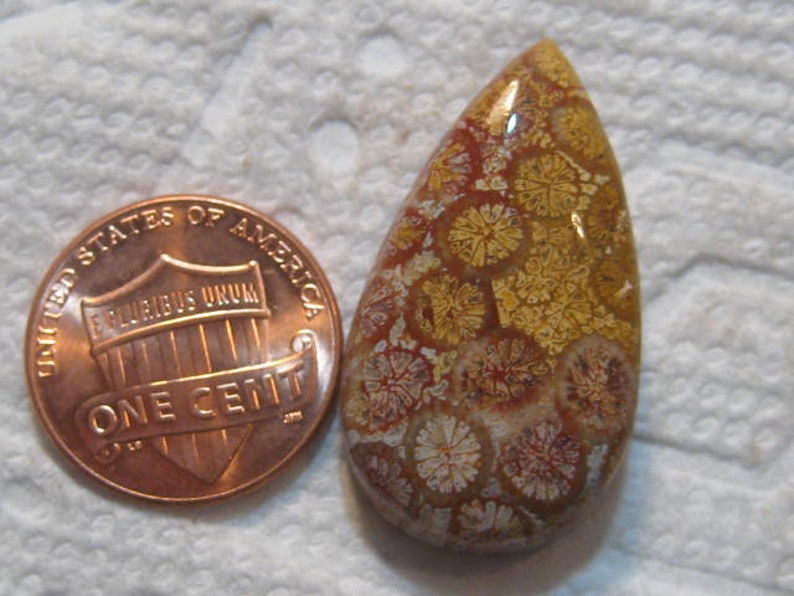 31 x 17 x 7 mm ....... Fossil Coral cab .... B4985