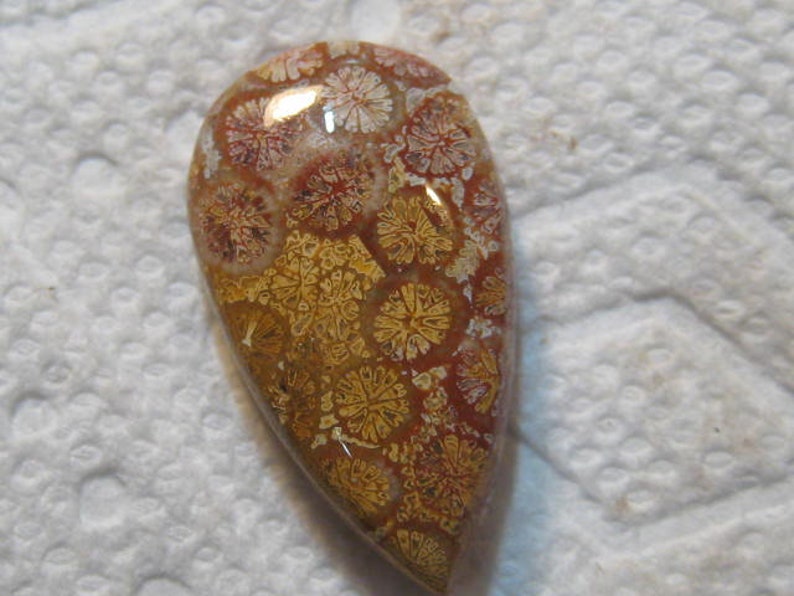 31 x 17 x 7 mm ....... Fossil Coral cab .... B4985
