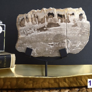 Plaques de présentation en bois pétrifié avec supports de 1 à 2 livres LIVRAISON RAPIDE GRATUITE Choisissez votre tranche de fossile polie préférée, décoration d&#39;intérieur bohème