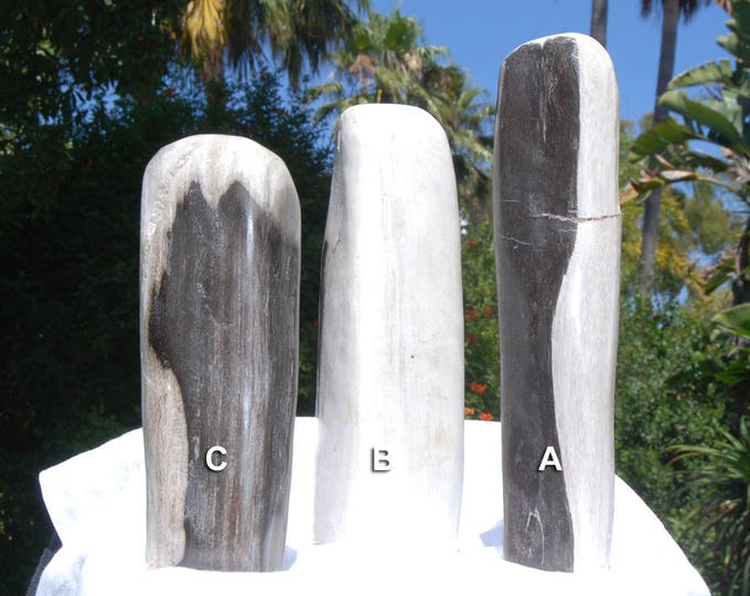 Petrified Wood Home Decor Fossil Wood Petrified Wood Slice Etsy