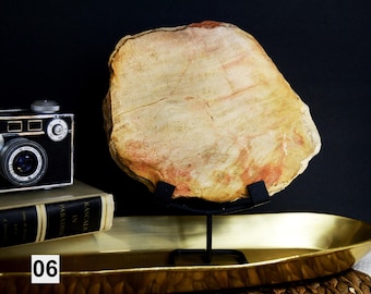Polished Petrified Wood Slab with Stand: Fossil Slice, Boho Decor