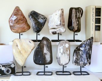 Polished Petrified Wood with Attached Stand Display Freeform 3 to 4 lbs, 10x4 inches Fathers Day Gift for Him | Fossil Wood Chunk Home Decor
