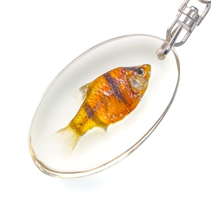 Op de afbeelding: Ovale sleutelhanger met een geconserveerde oranje en zwarte vis in heldere hars. De vis heeft gedetailleerde schubben en vinnen en is bevestigd aan een zilverkleurige metalen sluiting.