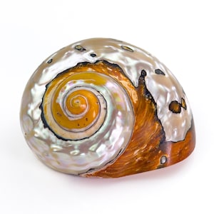 Op de afbeelding: Een gepolijste, iriserende zeeschelp met een spiraalpatroon. De schelp heeft een mix van kleuren, waaronder oranje, bruin en parelmoerwit. Het spiraalvormige centrum is helder oranje en de buitenranden hebben een textuur.