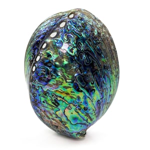 May include: An iridescent abalone shell displaying a pearlescent, swirling pattern of blues, greens, and purples. The shell has a smooth, polished surface and several small, oval holes. The shell is a natural, organic shape.