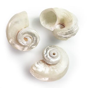 May include: Three pearlescent, spiral-shaped seashells with a glossy finish. The shells are a creamy white color and have a smooth, iridescent surface. The shells are arranged on a white background.