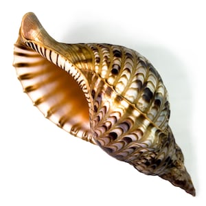 Può includere: Una grande conchiglia a spirale con un esterno lucido color marrone chiaro e complessi motivi ripetitivi marrone scuro. L'ampia apertura rivela un interno liscio e chiaro con distinte creste parallele lungo il bordo curvo.
