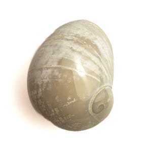 Puede incluir: Una concha de color gris claro y nacarado con una abertura en espiral. La concha tiene una superficie lisa y brillante con sutiles variaciones de color y textura. Es un artículo natural y orgánico.