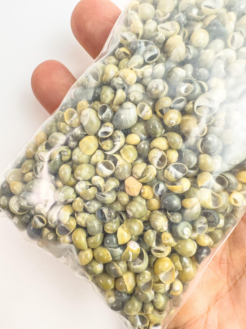 Smaragdia Micro Shells – Green – 3–5 Mm – (100g /50g Bag) From ...