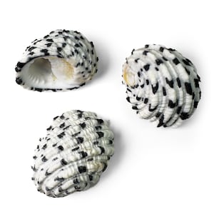 Nerita Textilis Shells (25–29 mm) – Natural Sea Shells for Collecting & Jewelry Making
