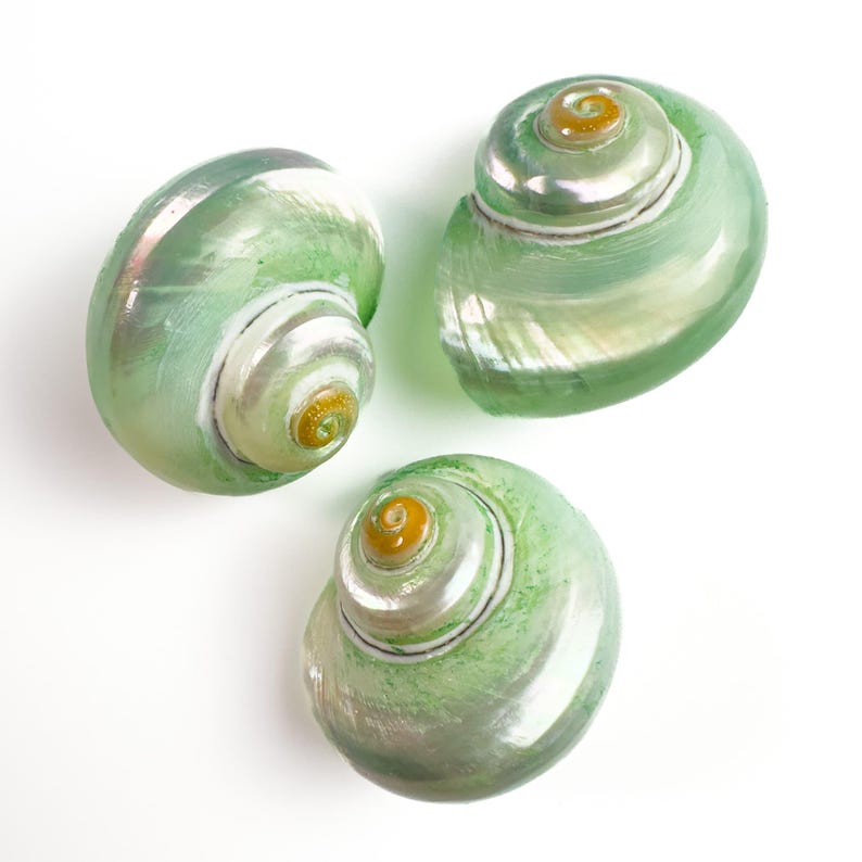 Green Turbo Cinereus Shells: MOP Iridescent Coastal Decor (30mm) - Etsy