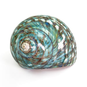 Può includere: Una grande conchiglia a forma di spirale con una superficie lucida e strutturata. Il guscio presenta una miscela di tonalità verde acqua, marrone e bianco, creando un effetto marmorizzato. Il centro del guscio ha un colore crema più chiaro.