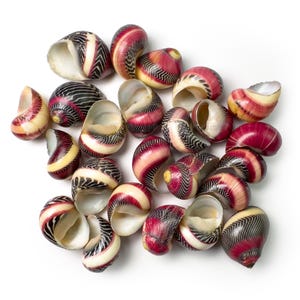 Nerita Communis Shell – 15mm | Natural Sea Shells for Crafts, Jewelry & Decor