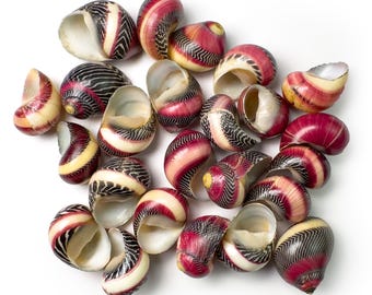 May include: A collection of colorful seashells with a variety of patterns. The shells feature a mix of colors, including red, cream, black, and yellow. The shells are open, revealing the inner surfaces.