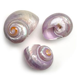 Puede incluir: Tres conchas iridiscentes en tonos lavanda, morado y crema, con un diseño en espiral. Las conchas tienen un brillo nacarado y un toque de naranja en el centro. Las conchas están sobre un fondo blanco.