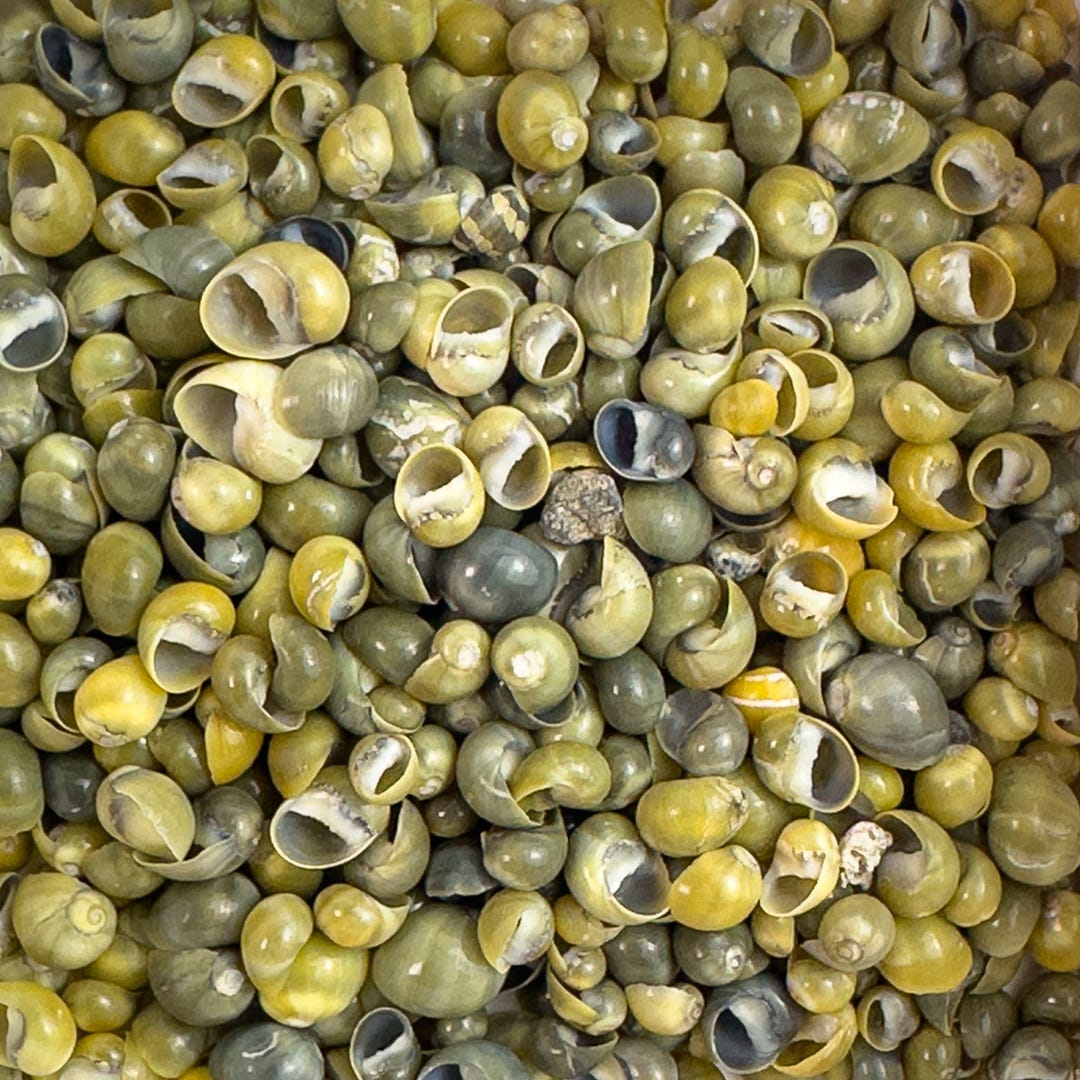 Smaragdia Micro Shells – Green – 3–5 Mm – (100g /50g Bag) From ...