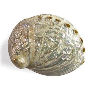 Könnte beinhalten: Eine irisierende Abalone-Muschel mit einer texturierten, wirbelnden Oberfläche in einer Mischung aus perlweißem, grünem und zartrosa Farbton. Die Muschel hat eine geschwungene, ovale Form mit einer Reihe kleiner, kreisförmiger Löcher am Rand.