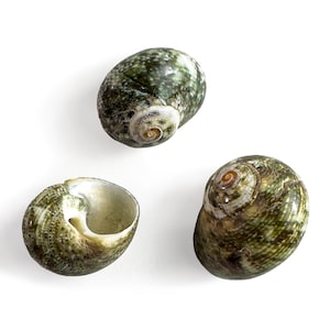 Puede incluir: Tres conchas marinas con un acabado liso y brillante. Las conchas presentan un patrón moteado en tonos verde oscuro, oliva y blanco. Cada concha tiene un ápice en espiral con una estructura de vueltas, una muestra su abertura interior.