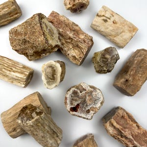 May include: A collection of petrified wood specimens in various shapes and sizes. The wood is a mix of brown, beige, and white colors, with some pieces showing intricate patterns and textures.