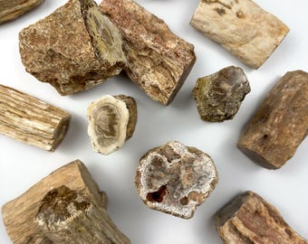2億2500万年前の研磨された化石化した木の化石マダガスカル458