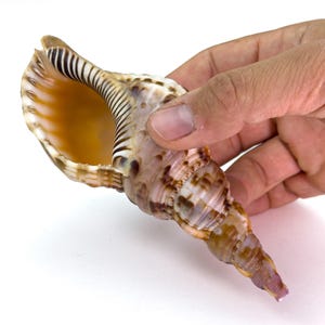 Może przedstawiać: Duża, spiralna muszla z brązowym, beżowym i białym wzorem. Muszla ma szeroki otwór i spiczasty koniec. Wnętrze ma ciepły pomarańczowy kolor. Muszla jest trzymana przez dłoń.