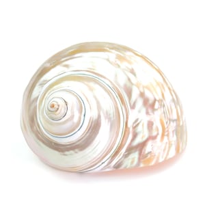 Peut inclure: Un coquillage nacré en forme de spirale, à la surface lisse et irisée. Les couleurs de la coquille varient du blanc crème au rose pâle et à l'or, avec un motif en spirale prononcé. La coquille est une forme naturelle et organique.