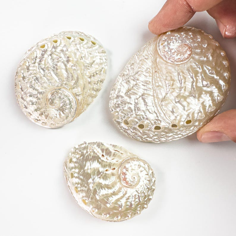 Small Iridescent Shell Iridescent Abalone Shells: Mother of Pearl (MOP) for Jewelry, Decor ...