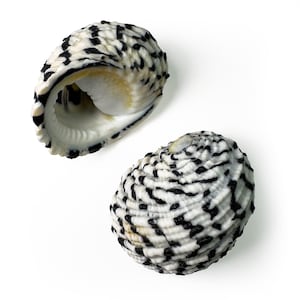 Nerita Textilis Shells (25–29 mm) – Natural Sea Shells for Collecting & Jewelry Making