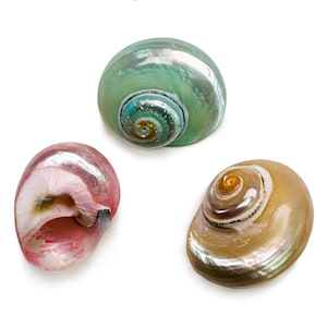 Könnte beinhalten: Drei polierte Muscheln mit irisierenden Oberflächen. Eine Muschel ist leuchtend grün mit einer spiralförmigen Mitte, eine ist zartrosa mit einer hohlen Öffnung und die dritte ist warm goldbraun mit einem markanten, detaillierten Spiralmuster.