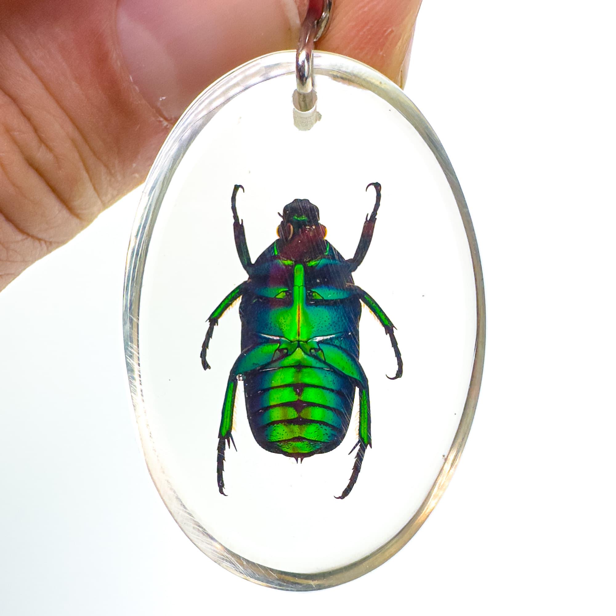 緑色の虹彩カブトムシキーホルダー - 樹脂製の本物の昆虫 - Etsy 日本