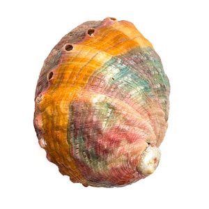 Peut inclure: Coquille d'ormeau aux couleurs vives, avec des nuances d'orange, de jaune, de vert et de rouge. La coquille présente une surface texturée et plusieurs petits trous près du sommet. La forme générale est ovale, sur fond blanc.
