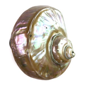 Könnte beinhalten: Eine polierte Abalone-Muschel mit einer schillernden, wirbelnden Oberfläche in einem Farbspektrum aus perlweiß, zartrosa, tiefgrün und bronzefarbenen Tönen. Die Muschel weist eine spiralförmige Struktur mit einer glatten, glänzenden Oberfläche auf.