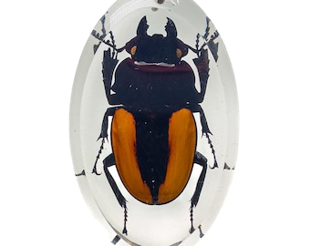 May include: Oval pendant featuring a preserved beetle. The insect has a black body with orange wing covers, encased in clear resin. A silver-colored bail is attached for wearing as a necklace.