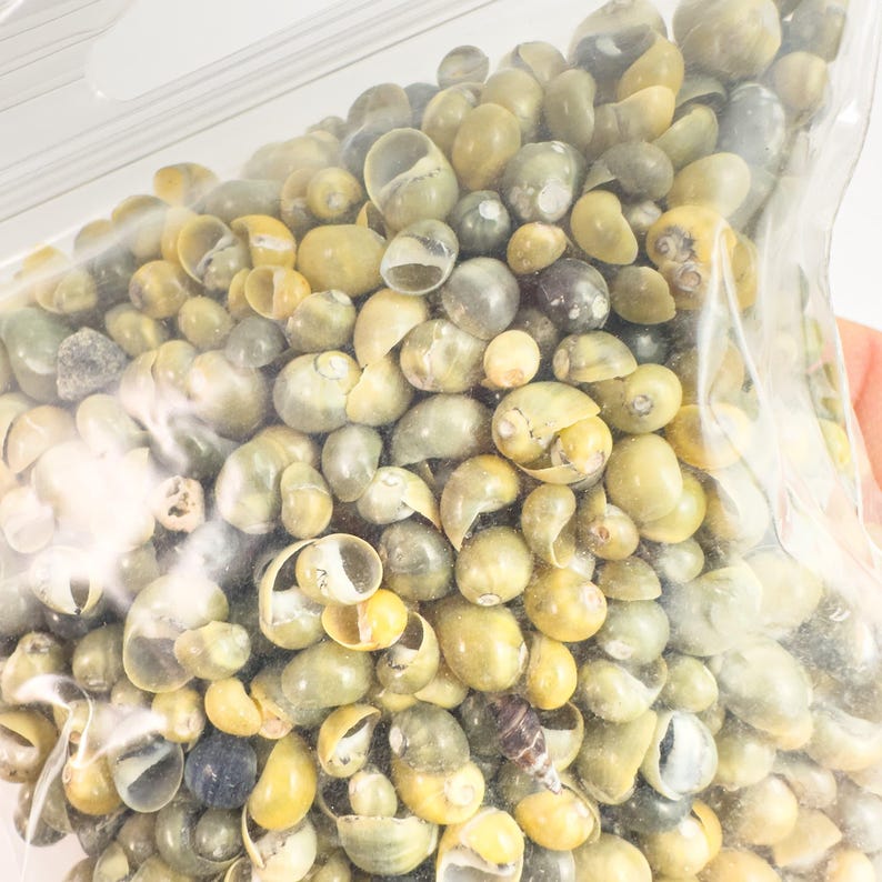Smaragdia Micro Shells – Green – 3–5 Mm – (100g /50g Bag) From ...