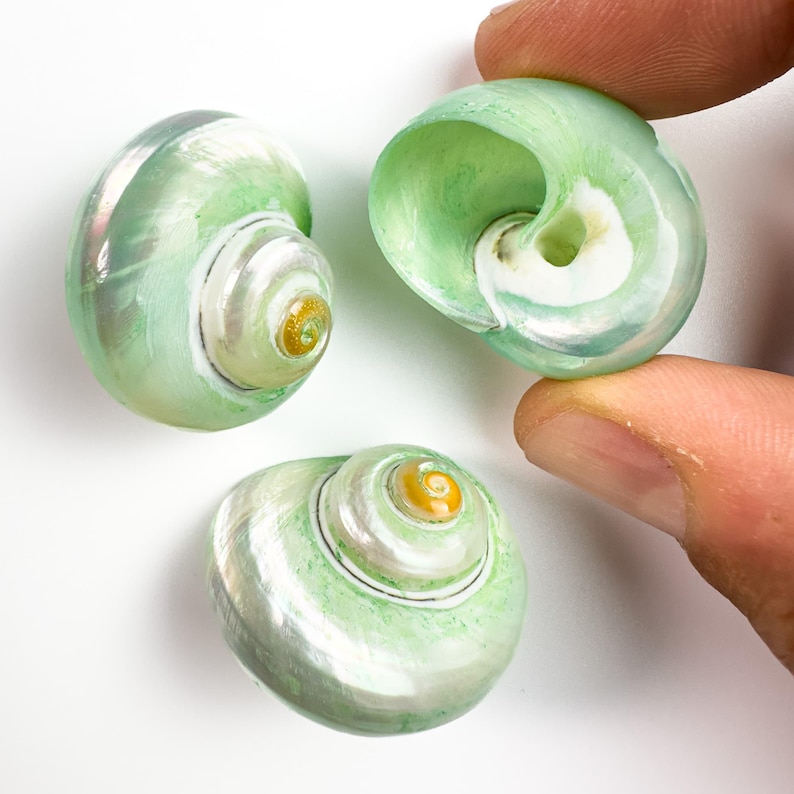 Green Turbo Cinereus Shells: MOP Iridescent Coastal Decor (30mm) - Etsy
