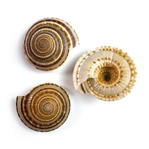 Può includere: Tre conchiglie a spirale nei toni del marrone, beige e bianco, su sfondo bianco. Le conchiglie presentano motivi e texture dettagliate, evidenziando il loro design naturale e organico. L'immagine mostra la bellezza della vita marina.