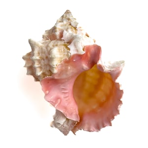 Può includere: Conchiglia marina dettagliata, con forma a spirale e mix di colori. Il guscio presenta un esterno color crema con tocchi di rosa e un interno arancione dorato. La texture varia da ruvida a liscia.