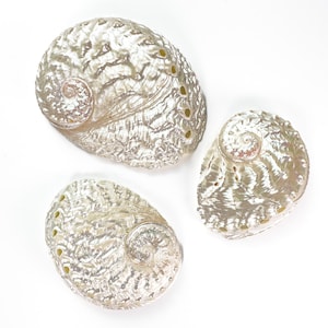 Haliotis (Abalone) Shells – Mixed Sizes 50–80 mm – Mother of Pearl (MOP) for Decor, Jewelry & Crafts