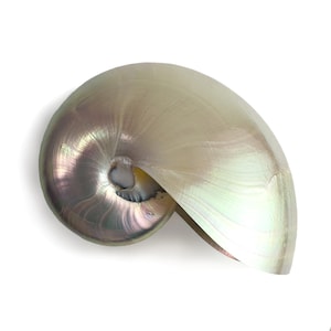 Op de afbeelding: Een gepolijste nautilusschelp met een glad, gebogen oppervlak in iriserende tinten van crème, zachtroze en subtiel violet. De spiraalvormige structuur vertoont een parelmoerglans en toont natuurlijke groeielijnen en een diepe kern.
