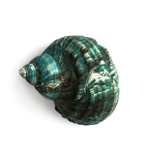 Può includere: Una conchiglia a spirale caratterizzata da una vivace tavolozza di colori verde acqua e verde scuro, con creste strutturate marrone scuro e un apice liscio e appuntito. La conchiglia presenta una finitura naturale e lucida.