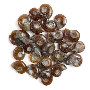 Puede incluir: Una colección de fósiles de amonitas pulidas, que muestran una variedad de tamaños y formas. Los fósiles exhiben tonos de marrón, beige y gris, con patrones en espiral visibles. Estas antiguas criaturas marinas se presentan sobre un fondo blanco.