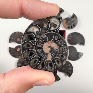 Grandi coppie di fossili di ammoniti Cleoniceras – metà sezionate e lucidate (4,5–5 cm) / Splendidi fossili preistorici da esposizione