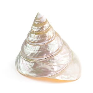 May include: A pearlescent, cone-shaped seashell with a spiral design. The shell has a smooth, iridescent surface with shades of white, cream, and subtle pink hues. The shell's form is a natural, organic shape, perfect for coastal decor.