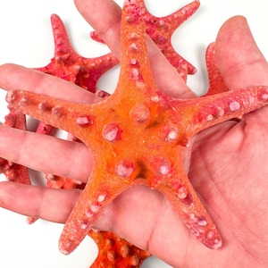 Single Red Corazzate Starfish – Natural Sea Stars (Approx. 12 cm)