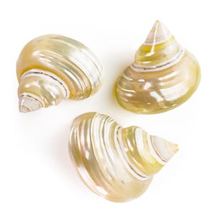 Puede incluir: Tres conchas nacaradas con patrones en espiral y una mezcla de colores amarillos, blancos e iridiscentes. Las conchas están dispuestas sobre un fondo blanco, mostrando su belleza natural y formas únicas. Ideales para la decoración costera.