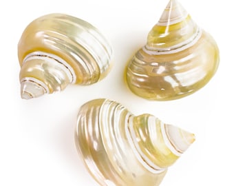 Yellow-Gold Turbo Shell – 45 mm MOP Shell for Statement Jewelry & Coastal Decor
