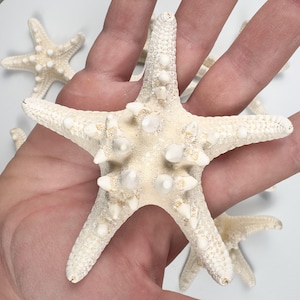 Set of 5 White Armored Starfish – 9cm Corazzate Bianche Natural Sea Stars for Crafts, Coastal Decor, Beach Wedding, Nautical Accents