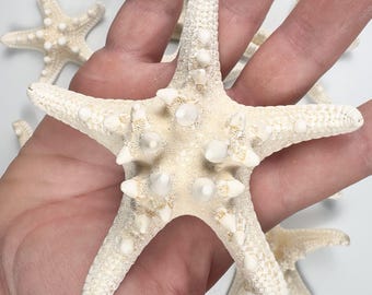 Witte gepantserde zeester set van 5: 7-9 cm natuurlijke zeesterren, kustdecor